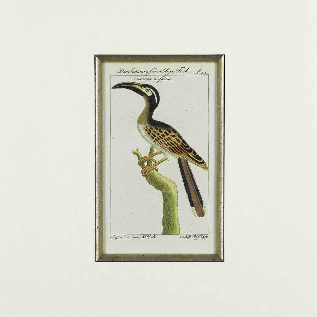 Set of 8 18th Century Ornithological Engravings by Buffon - Detail View of Bird - 4