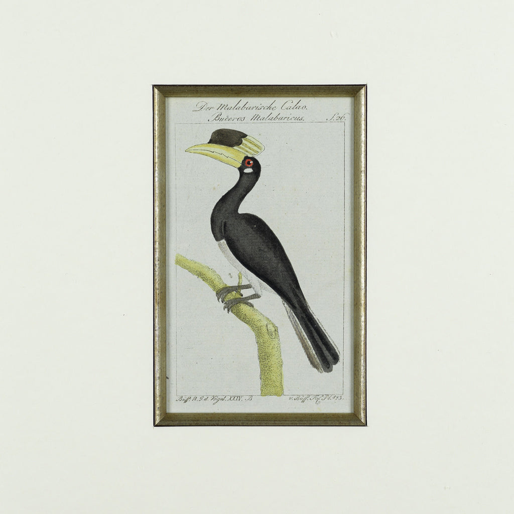 Set of 8 18th Century Ornithological Engravings by Buffon - Detail View of Bird - 9