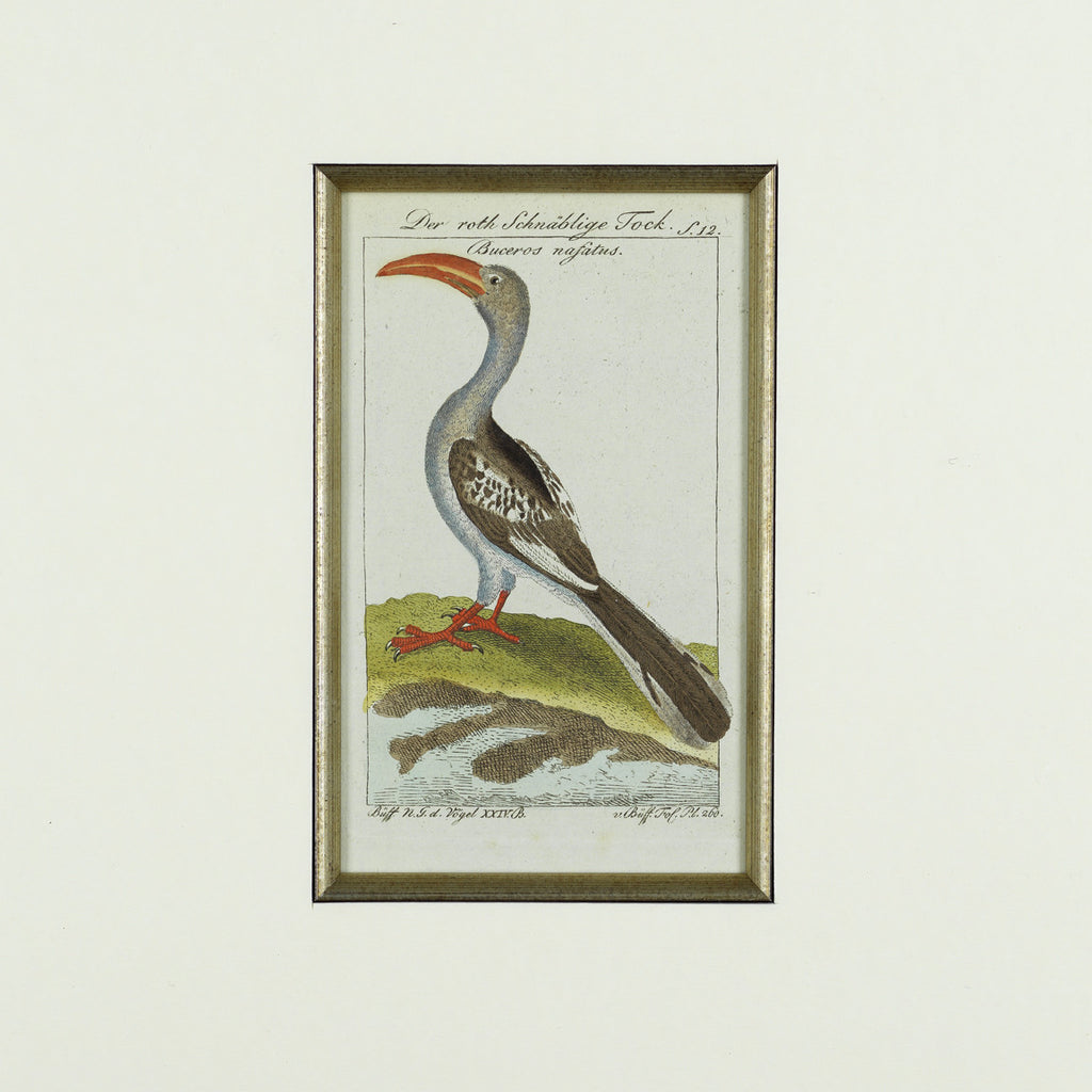 Set of 8 18th Century Ornithological Engravings by Buffon - Detail View of Bird - 7