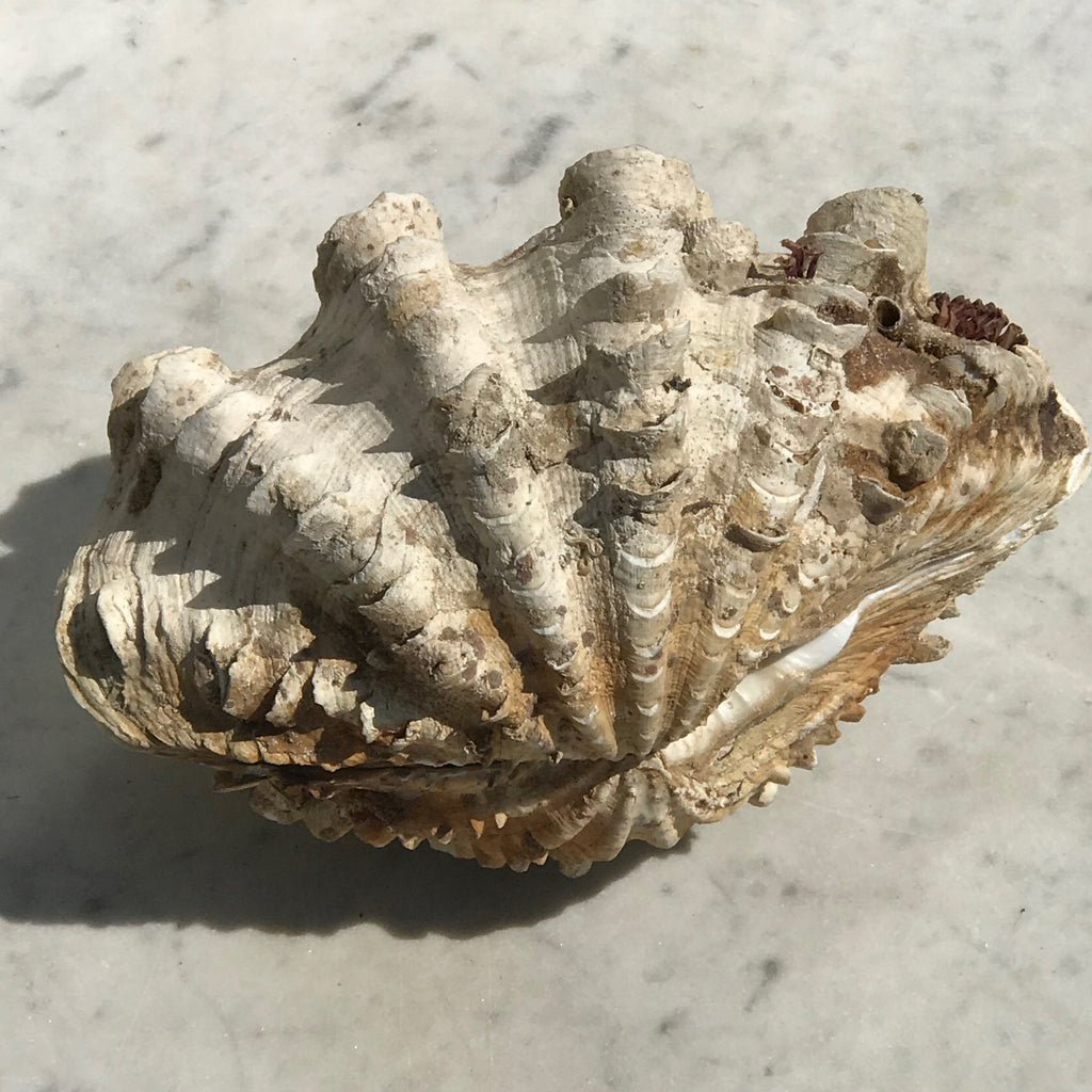 Tridacna Gigantea Small Complete Clam Shell - Main View - 4