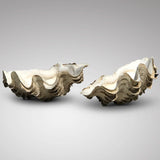 Tridacna Gigantea Small Complete Clam Shell - Main View - 2