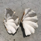 Tridacna Gigantea Small Complete Clam Shell - Main View - 6