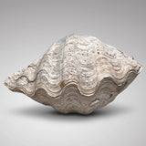 Tridacna Gigantea Complete Giant Clam Shell - Main View - 3