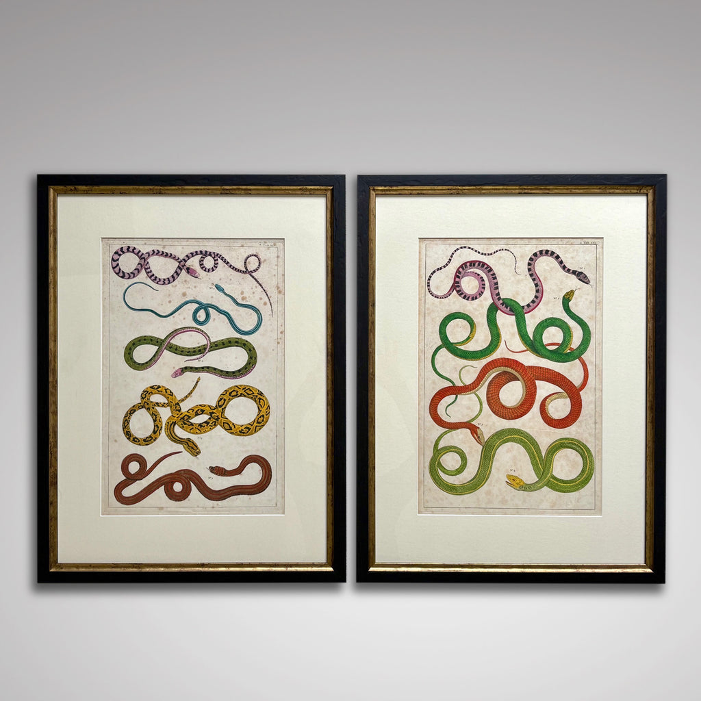 Pair of 18th Century Hand Coloured Serpent Engravings - Main View - 1