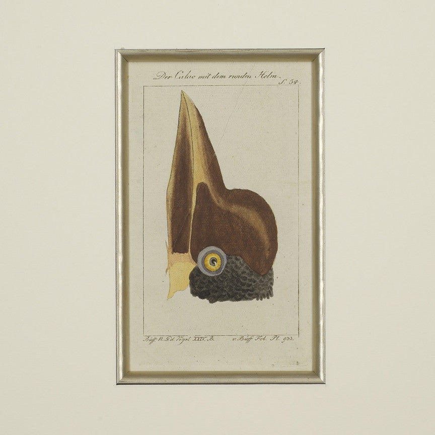 Set of 4 18th Century Ornithological Engravings by Buffon