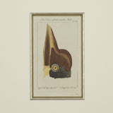 Set of 4 18th Century Ornithological Engravings by Buffon