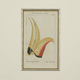 Set of 4 18th Century Ornithological Engravings by Buffon
