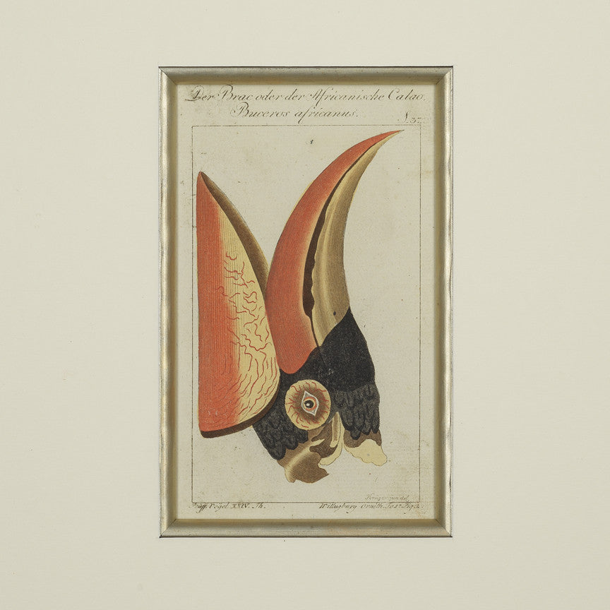 Set of 4 18th Century Ornithological Engravings by Buffon