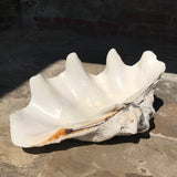 Giant Clam Shell (Tridacna Gigas) - Back View - 3