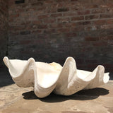 Giant Clam Shell (Tridacna Gigas) - Front View - 2