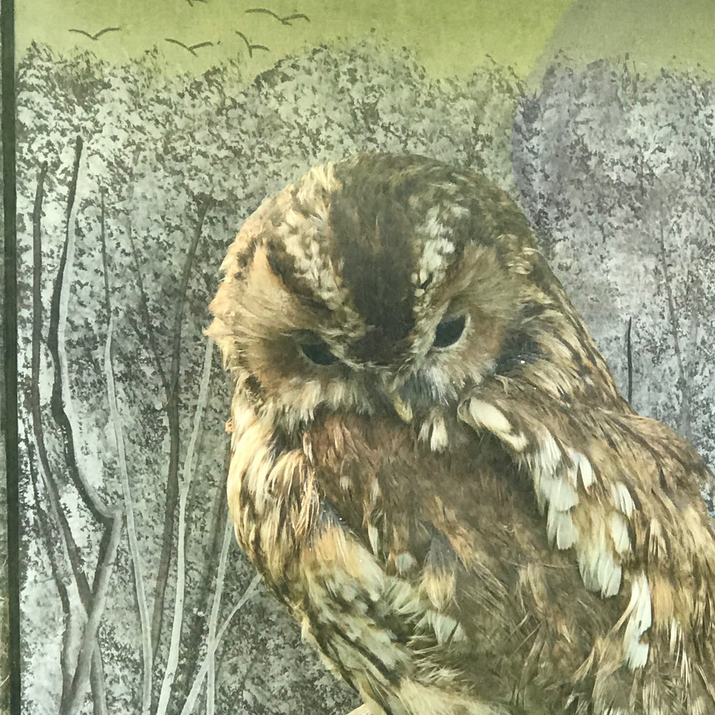 Antique Taxidermy Cased Tawny Owl - Detail View - 3