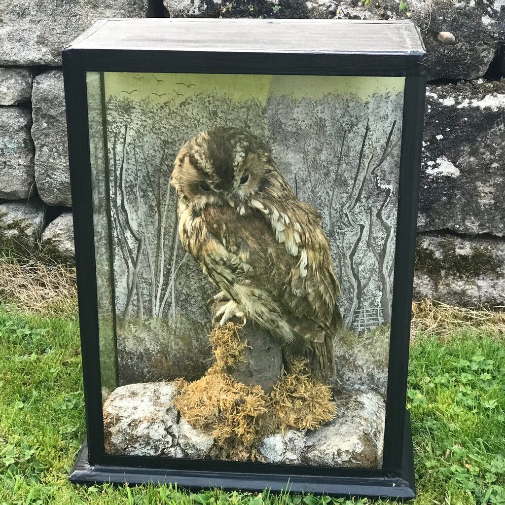 Antique Taxidery Cased Tawny Owl - Main View - 2