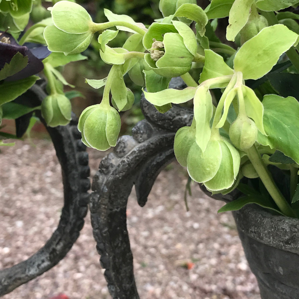 A Fabulous Pair of 18th Century Lead Garden Urns - Handle Details - 6