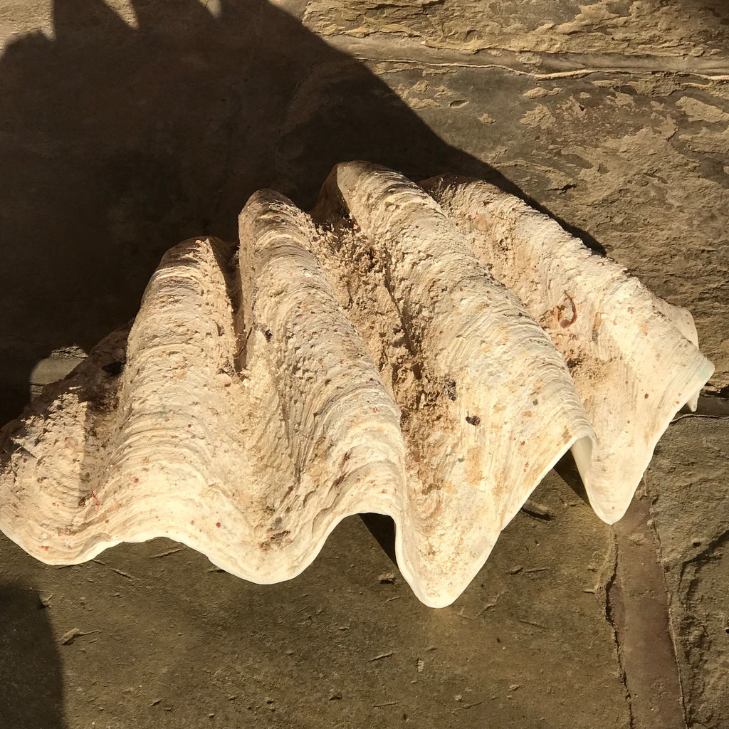 Giant Clam Shell (Tridacna Gigas) - Shell Exterior View - 7
