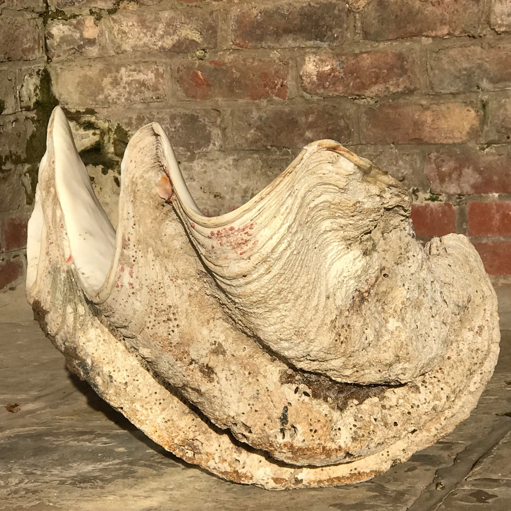 Giant Clam Shell (Tridacna Gigas)