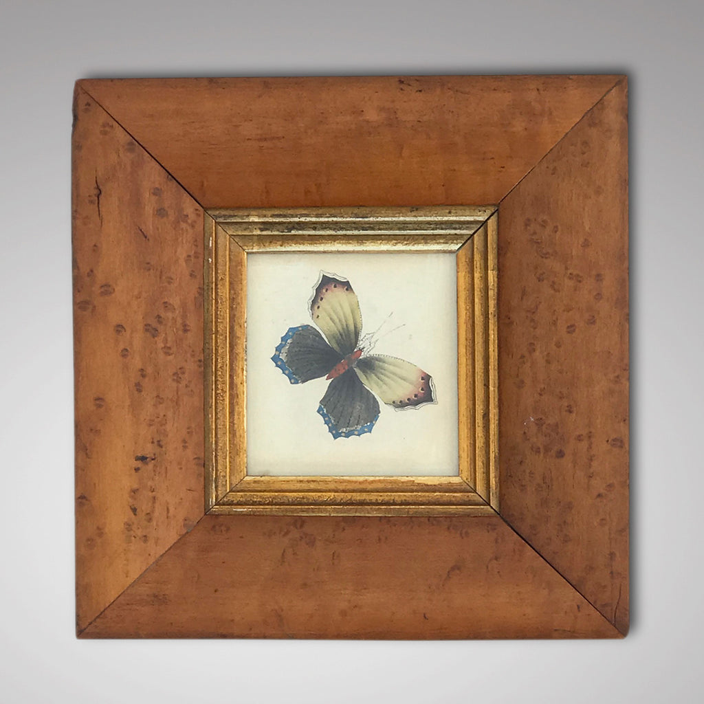 Victorian Butterfly Watercolour in Maple Frame - Main View - 1