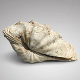 Large Complete Clam Shell (Tridacna Gigas) - Back View - 3