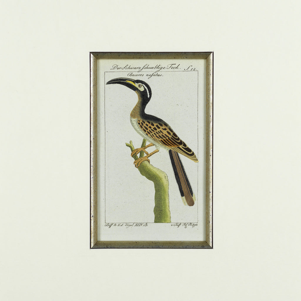 Set of 8 18th Century Ornithological Engravings by Buffon  - Detail View of Bird - 4