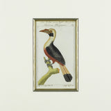 Set of 8 18th Century Ornithological Engravings by Buffon   - Detail View of Bird - 3