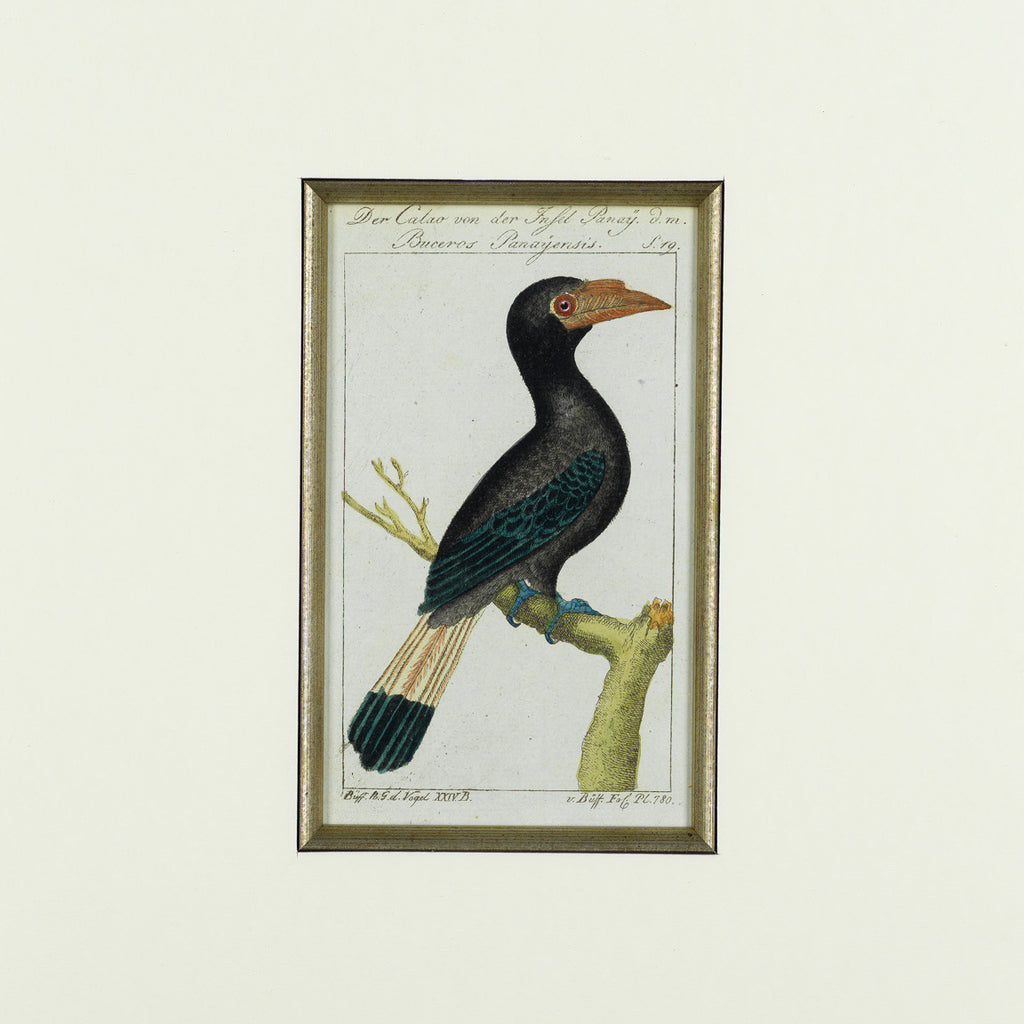 Set of 8 18th Century Ornithological Engravings by Buffon - Detail View of Bird- 8