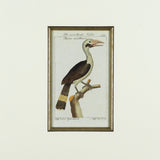Set of 8 18th Century Ornithological Engravings by Buffon - Detail View of Bird - 6