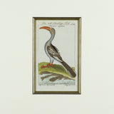 Set of 8 18th Century Ornithological Engravings by Buffon    - Detail View of Bird  - 7