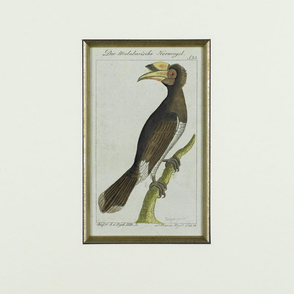 Set of 3 18th Century Ornithological Engravings by Buffon - Hobson May Collection - 2