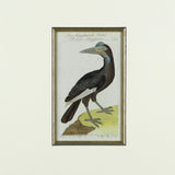 Set of 3 18th Century Ornithological Engravings by Buffon - Hobson May Collection - 4
