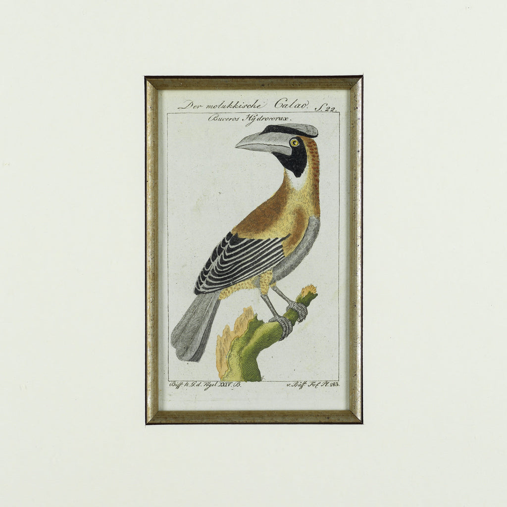 Set of 3 18th Century Ornithological Engravings by Buffon - Hobson May Collection - 3