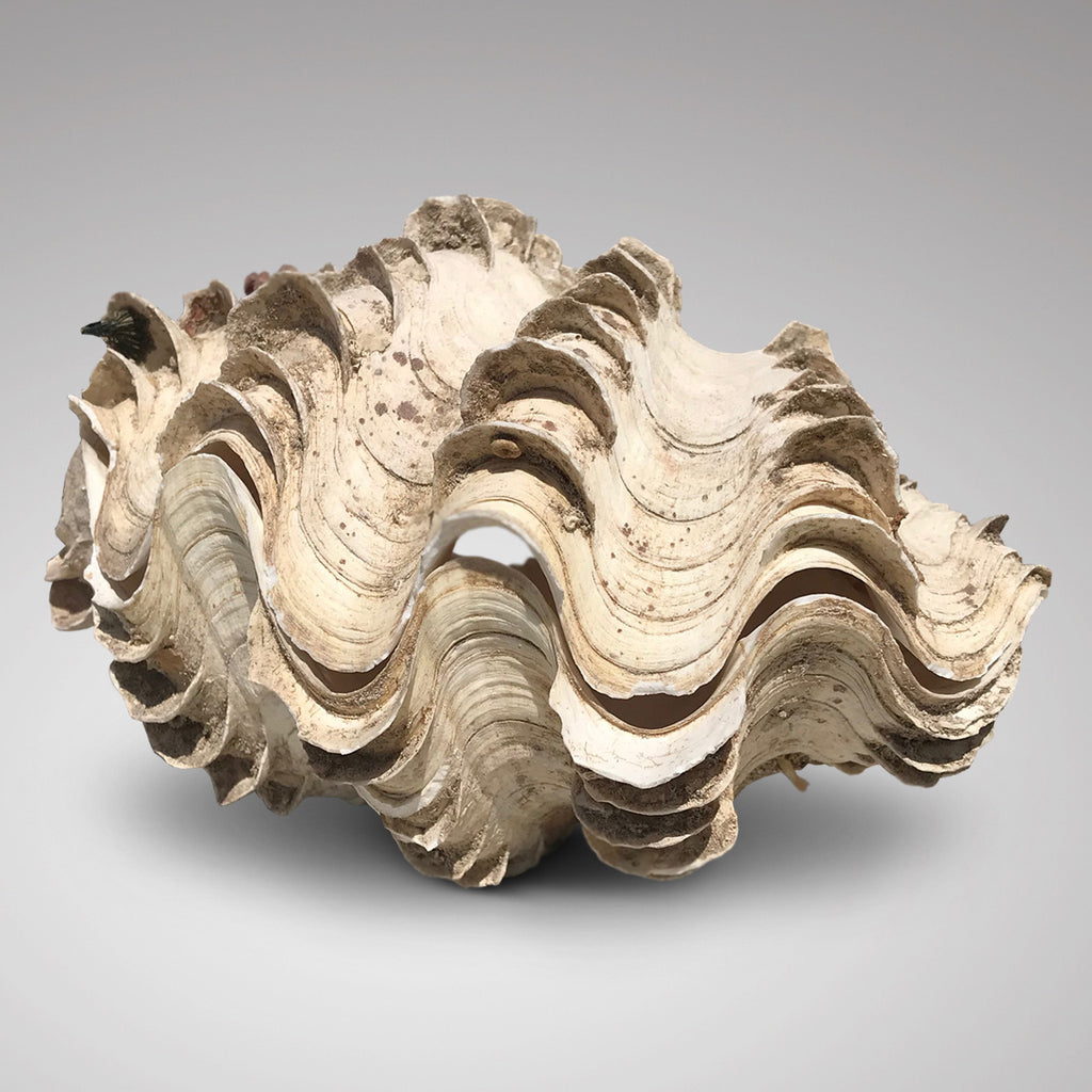 Tridacna Gigantea Small Complete Clam Shell - Main View - 1