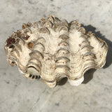 Tridacna Gigantea Small Complete Clam Shell - Main View - 3